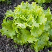 How Long Does Lettuce Take to Grow? A Comprehensive Growing Timeline Guide From Bloom Ranch of Acton