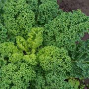 Growing Mustard Greens From Seeds Made Easy: How to Plant and Grow Mustard Greens - Audio Blog