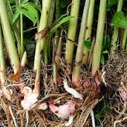 Real World Gardener 5th July 2024 radio 2rrr 88.5fm