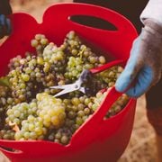 1APR2026 Capes Conversation An Ideal Vintage