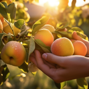Experience Organic Harvesting and Unleash Your Green Thumb at Bloom Ranch of Acton - Audio Blog