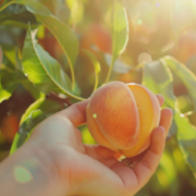 Savor the Taste of Summer With the Best Natural Organic Homemade Sun Ripened Peach Jam - Audio Blog