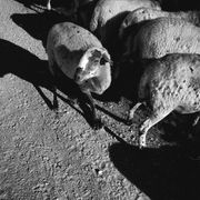 Núvol de fum 485 | àngel moribund