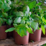 What Herbs Can Be Planted Together? The Best Herbs & Vegetable Pairings - Audio Blog