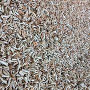 experimental interaural time difference #1