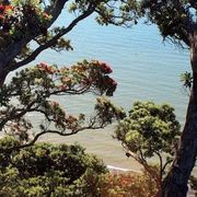 Pohutukawa