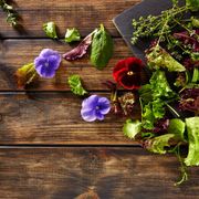 What Flowers Are Edible for Humans? A List & Description of What They Look Like - Audio Blog