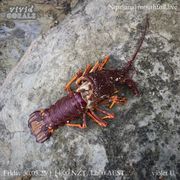 Vivid Corals w/ violet U. - May 30th 2025