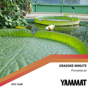 Gradske minute - Procvjetao je! 13.08.2024.