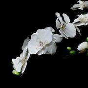 Flowers & AfterHours