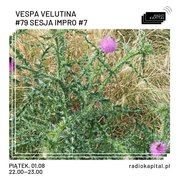 RADIO KAPITAŁ: Vespa Velutina: #79 sesja impro #7 (2025-08-01)