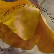 Swamp Poppy (07.13.22)