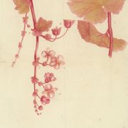 Iss.3 Whitelabrecs Guest Mix