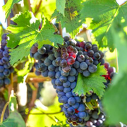 What Makes Malbec Stand Out? A Beginner's Guide to Its Color and Taste - Audio Blog