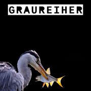 "Messi und Ronaldo oder ist Fußball doch diverser?" Die Graureiher vom 08.01.2024