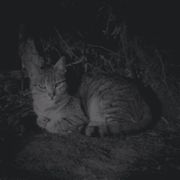 Núvol de fum 502 | tempesta