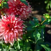 Are Dahlias Perennials or Annuals? Find Out Whether Dahlia Flowers Come Back Every Year - Audio Blog