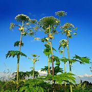 L'ours & la carotte / les plantes exotiques invasives