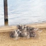 OPEN BAND 08 - "pool"