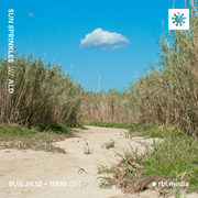 Sun Sprinkles - 24th December 2023