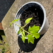 The Gardening Show with Linda and Jane - 4th April 2025