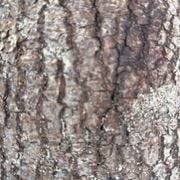 The Institute of Spectra-Sonic Sound 6.7.25