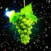 Why grow grapes in space?