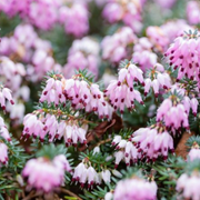 What Are Winter Flowering Plants? A Guide to Cold Weather Blooms - Audio Blog