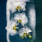 Gistro FM 882 (24/12/23) Cveće u decembru