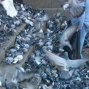 SLOBODNO LAJANJE / Oda pticama