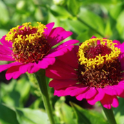 Do Zinnias Come Back Every Year? A Gardener’s First-Hand Guide to Their Lifespan - Audio Blog