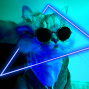 citrus x sinensis [24.5]