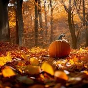 #244 Come On Fall