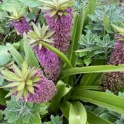 Real World Gardener 19th January 2024 radio 2rrr 88.5fm