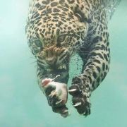 The Do!! You!!! Breakfast Show w/ Charlie Bones & Strictly Kev talking Telepathic Fish - 05/08/25