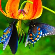 The Designer - Butterfly Season, Part 1 (2014)