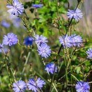 How to Plant, Grow, and Harvest Chicory From Seed: Growing Chicory for Fresh Greens and Roots