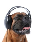 Global Songs of Dogs (#1357)