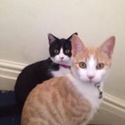 Noel Edmonds Radio Luxembourg 191068