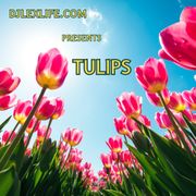 TULIPS 04.09.24