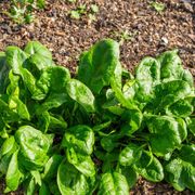 Growing Spinach: How to Plant and When to Grow Spinach From Seeds - Audio Blog