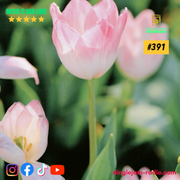 Dinglejam Radio #391