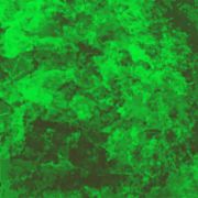 La Tiranía de la Selva. (Parte II)