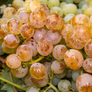 Uncover Riesling White Wine Grapes - Characteristics, Taste & Color - Audio Blog