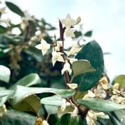 Real World Gardener 19th April radio 2rrr 88.5fm