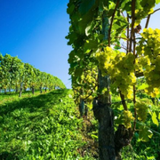 Discover the Top 10 Rated California Wineries and Best CA Vineyards to Visit - Audio Blog
