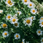 How to Plant, Grow, and Harvest Chamomile From Seed: A Complete Growing Chamomile Guide - Audio Blog