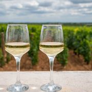 What Is Chardonnay De Bourgogne? Exploring Its Color, Taste Profile, and Characteristics