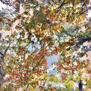 #544 - Space Prophet Dogon