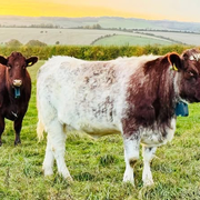 The Local Eco Show - 30th January 2026